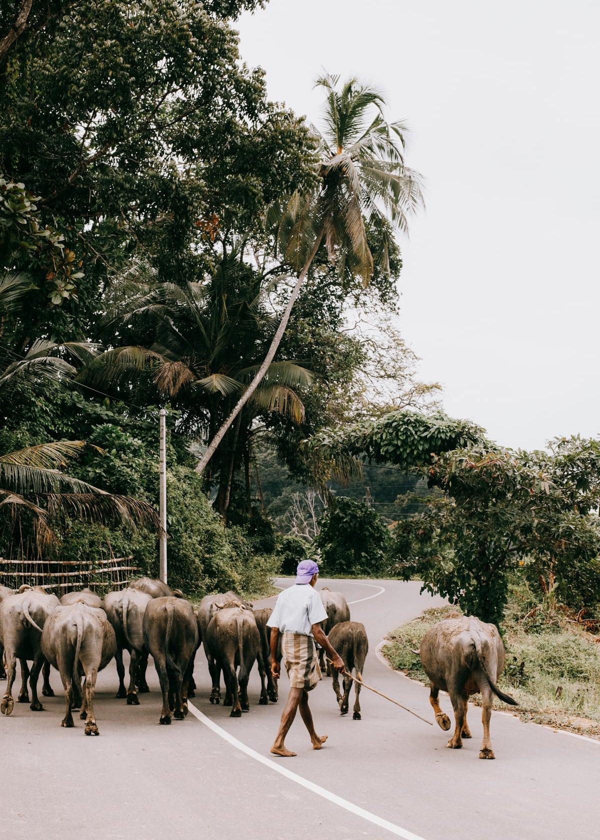 Tips voor reizen door Sri Lanka