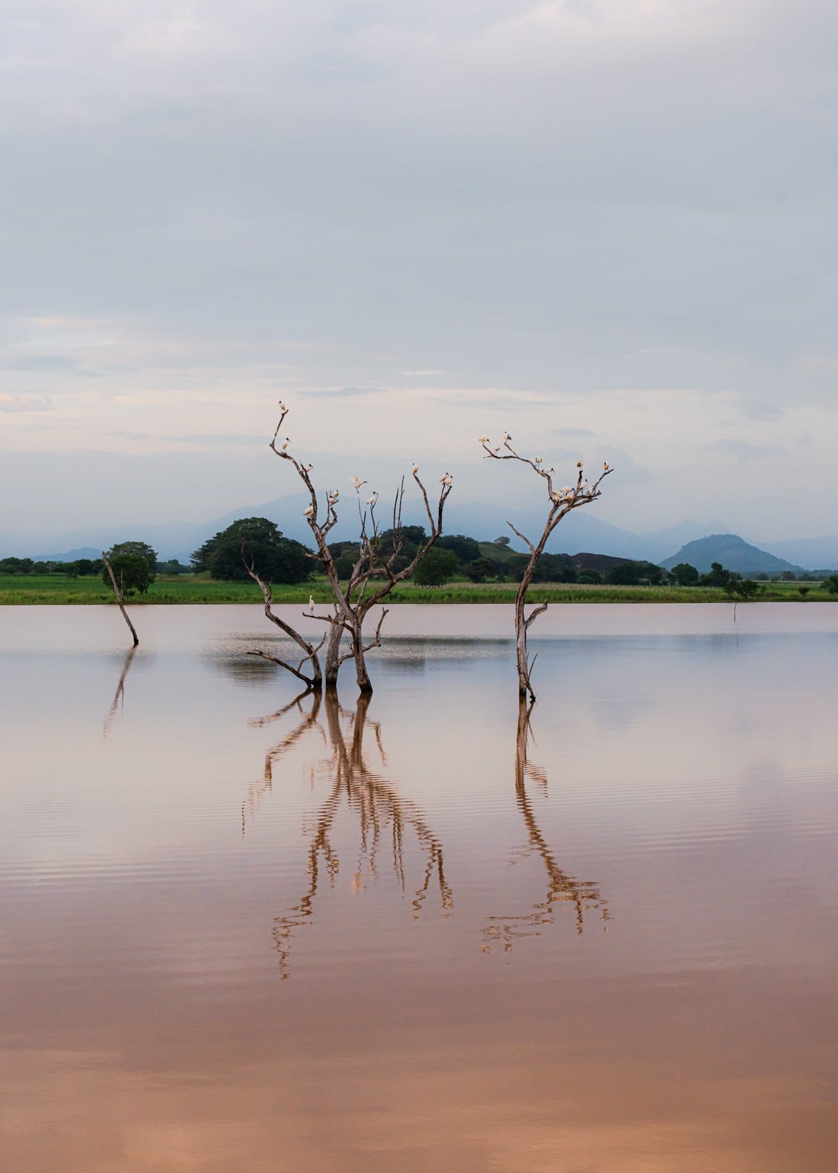 Tips voor een safari door Sri Lanka