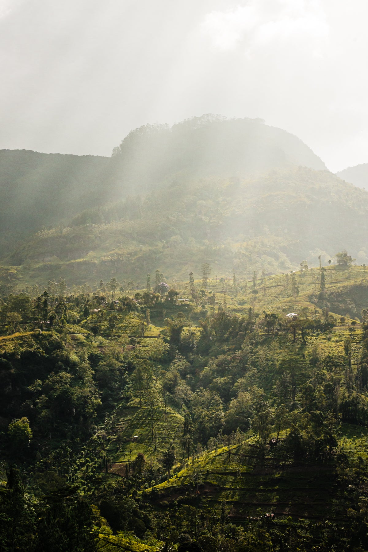 Theeplantages in Nuwara Eliya in Sri Lanka