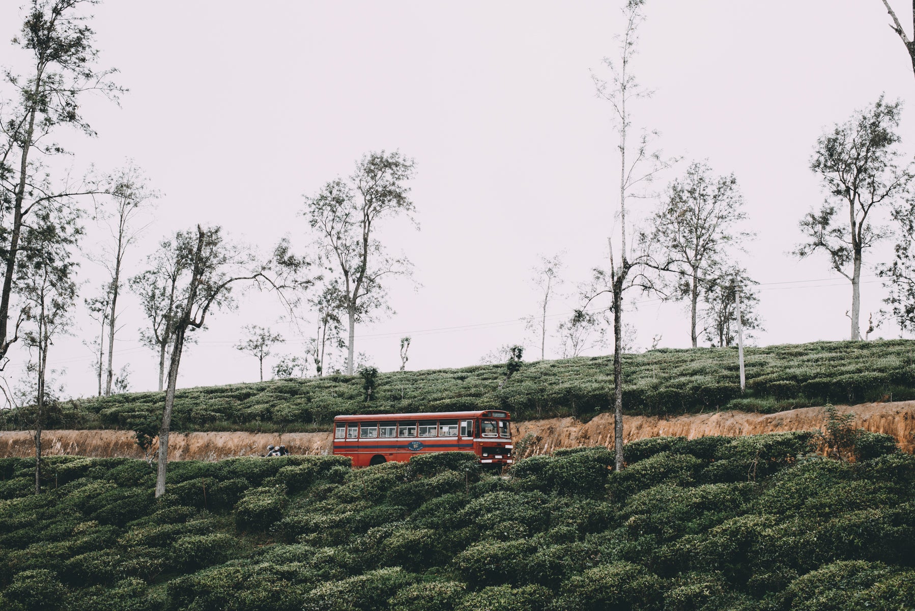 Theeplantages in Nuwara Eliya in Sri Lanka