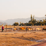 De herderin | Fine Art Poster Laos