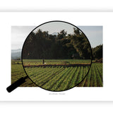 Van het veld | Fine Art Poster Thailand