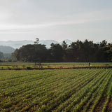 Van het veld | Fine Art Poster Thailand